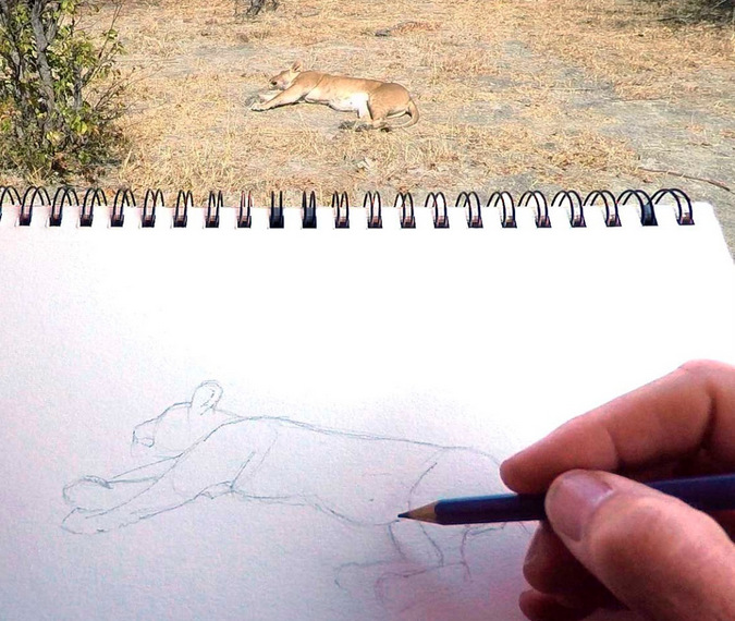 Alison Nicholls sketching a sleeping lion