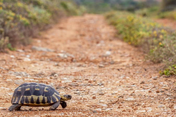 Angulate tortoise crossing a dirt road