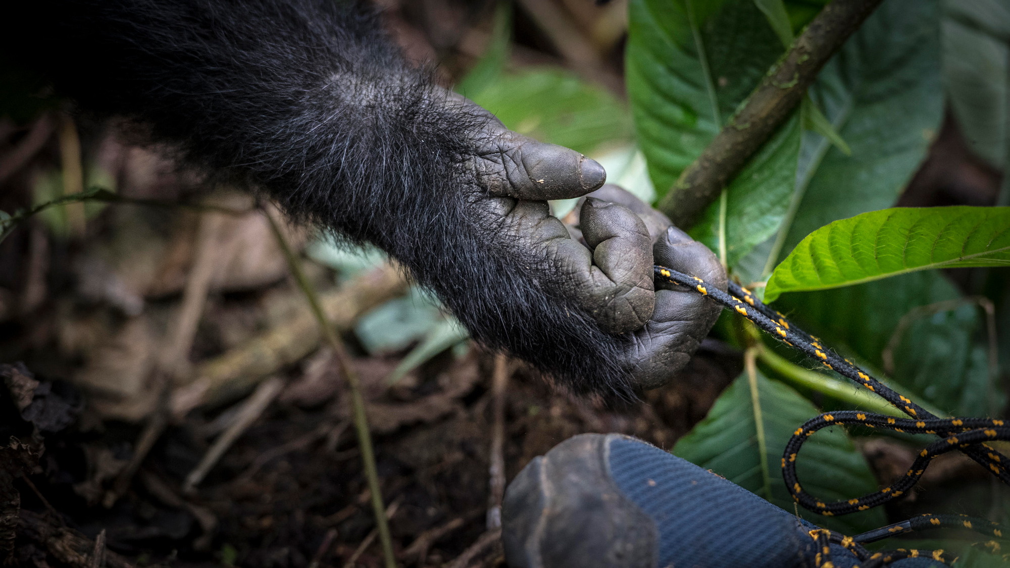 A baby mountain gorilla tugs playfully at shoe laces in Bwindi