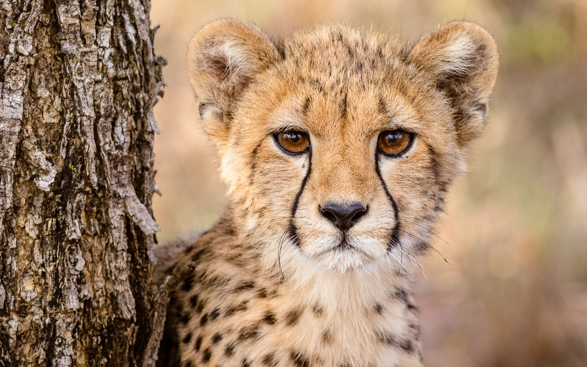 Young cheetah © Cal Butler