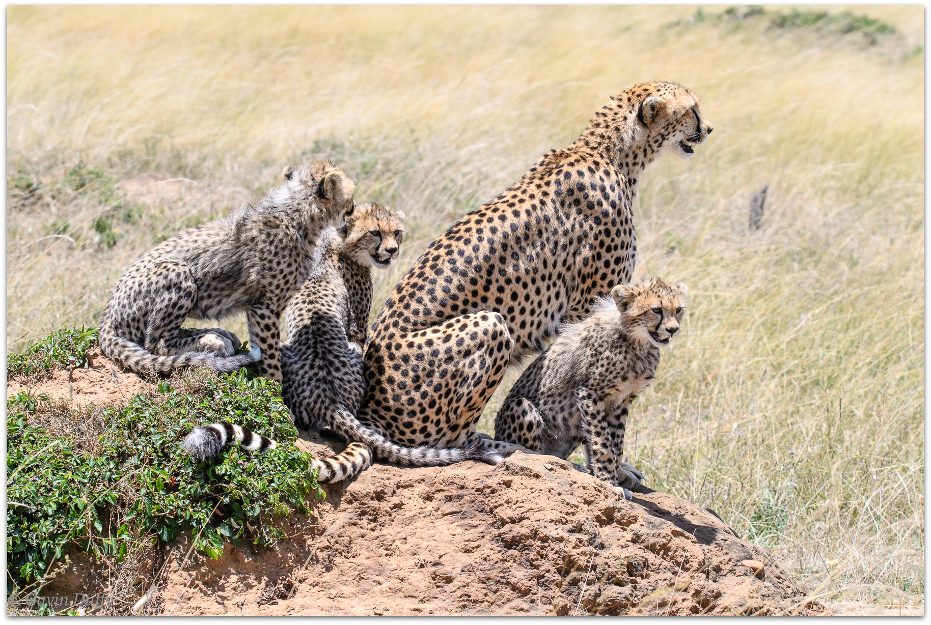 Cheetah mother and cubs on a termite hill looking for potential prey © Gavin Duffy