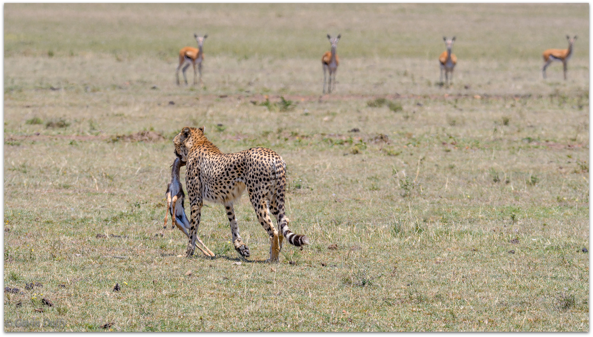 Cheetah with gazelle kill © Gavin Duffy