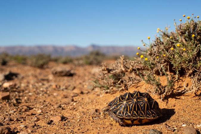 Common tent tortoise in the wild