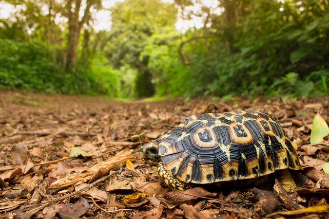 Hinge-back tortoise in the wild