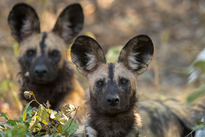 Two African wild dogs