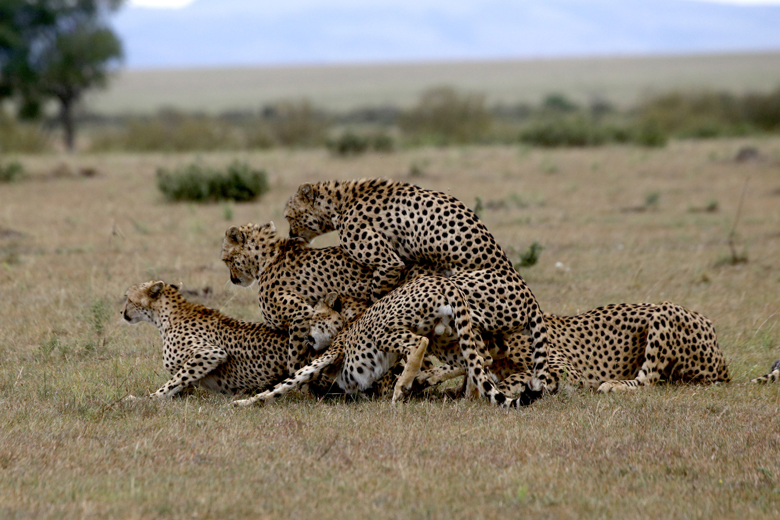 Four of the Fast Five attempting to mate with a female cheetah in the Maasai Mara © Elena Chelysheva