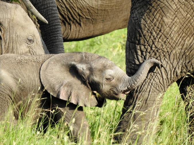 Elephant calf amongst the herd