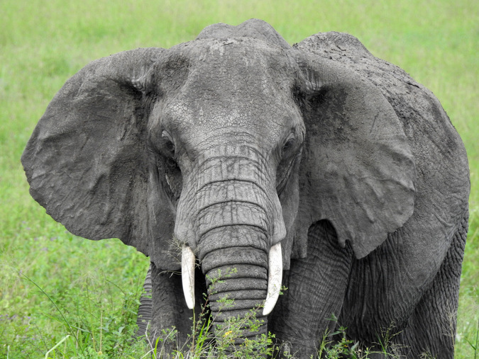 Portrait of an elephant in the Maasai Mara