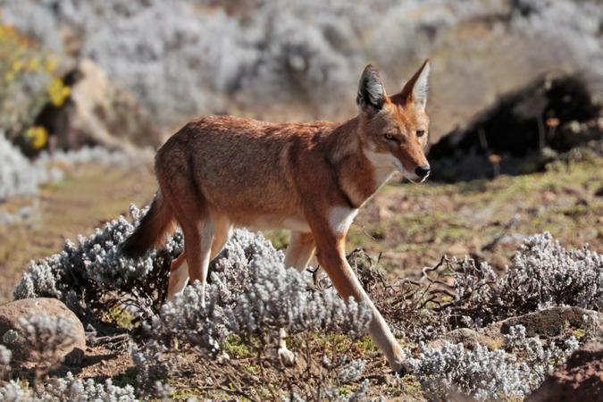 Ethiopian wolf