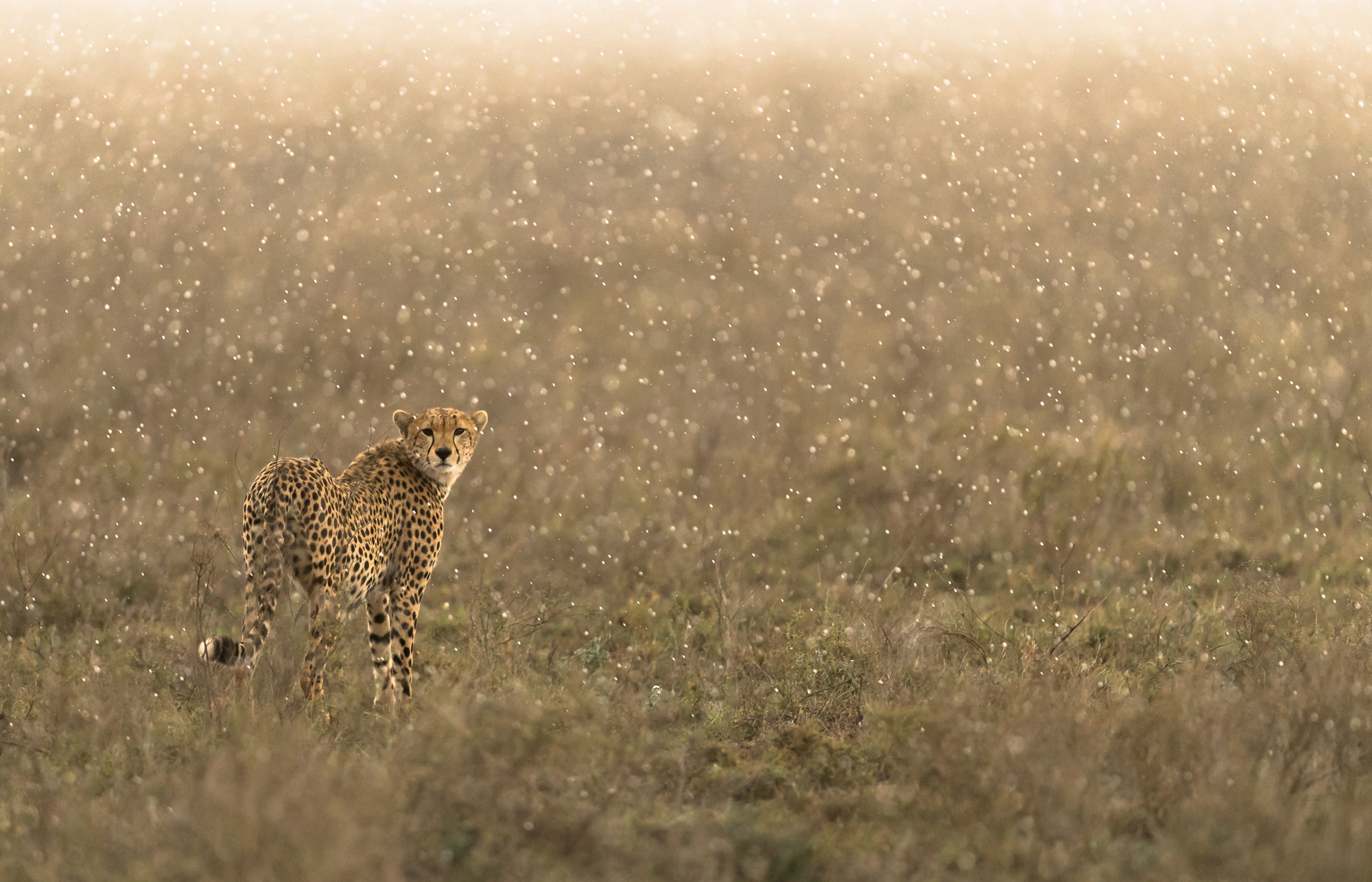 Cheetah in the rain © George Turner