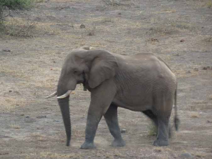 The male collared elephant ‘George’ who was illegally hunted.