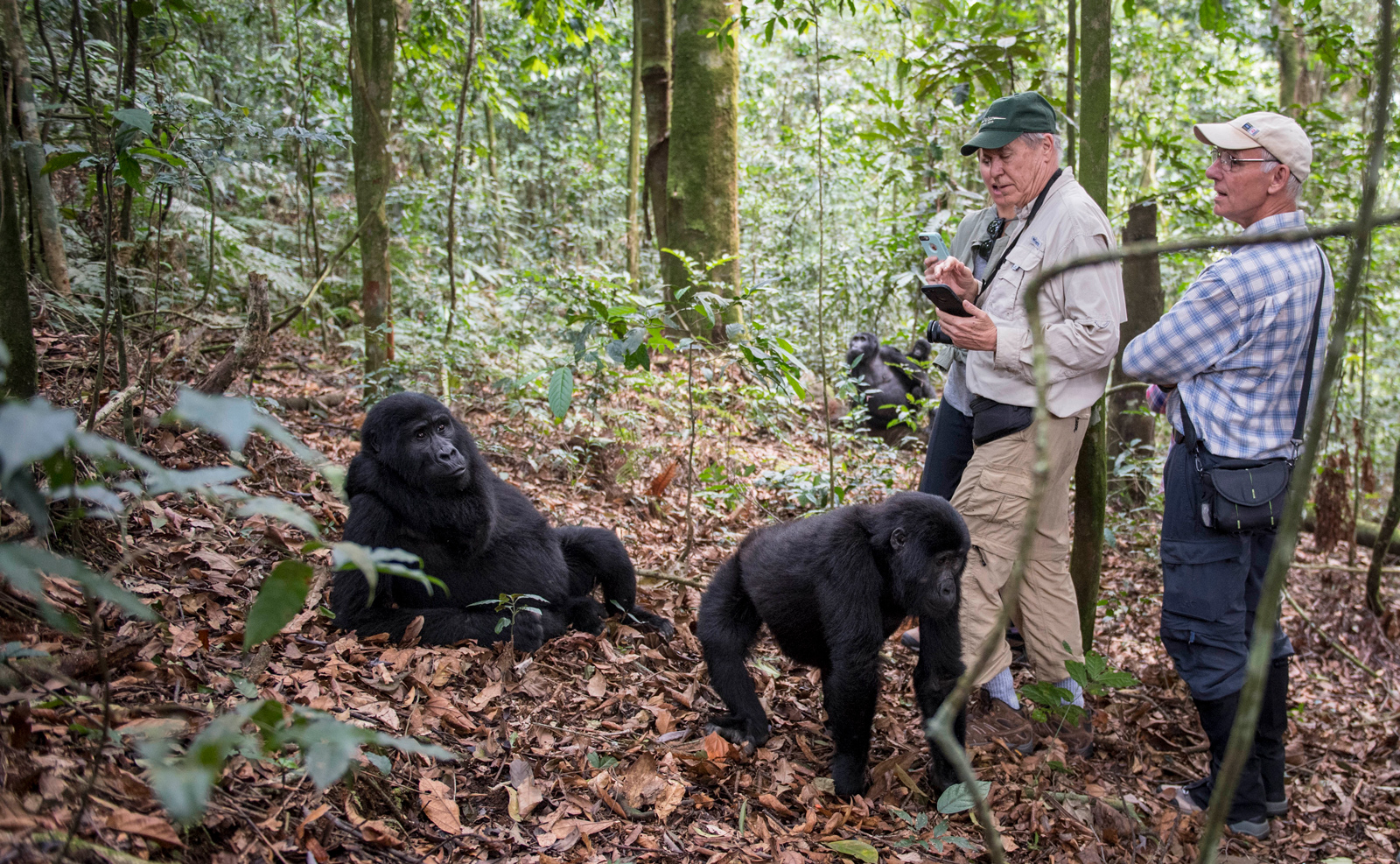 Three people standing with mountain gorillas in Bwindi in Uganda