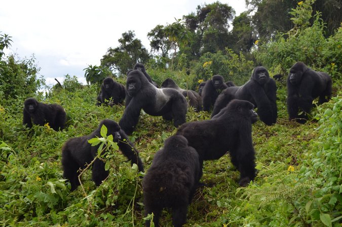 Mountain gorilla family