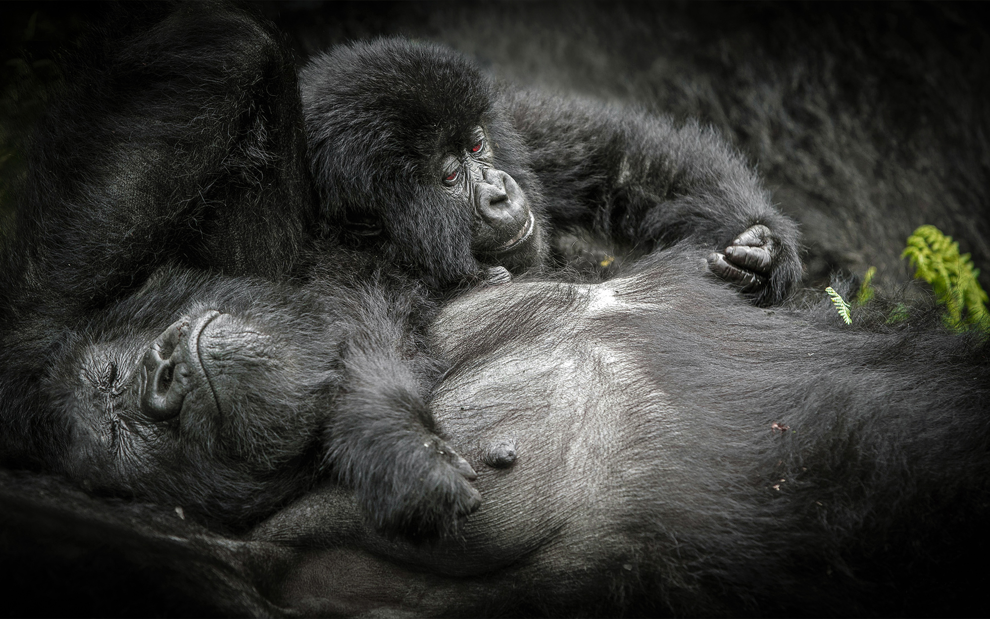 A mother and baby mountain gorilla rest in Volcanoes National Park