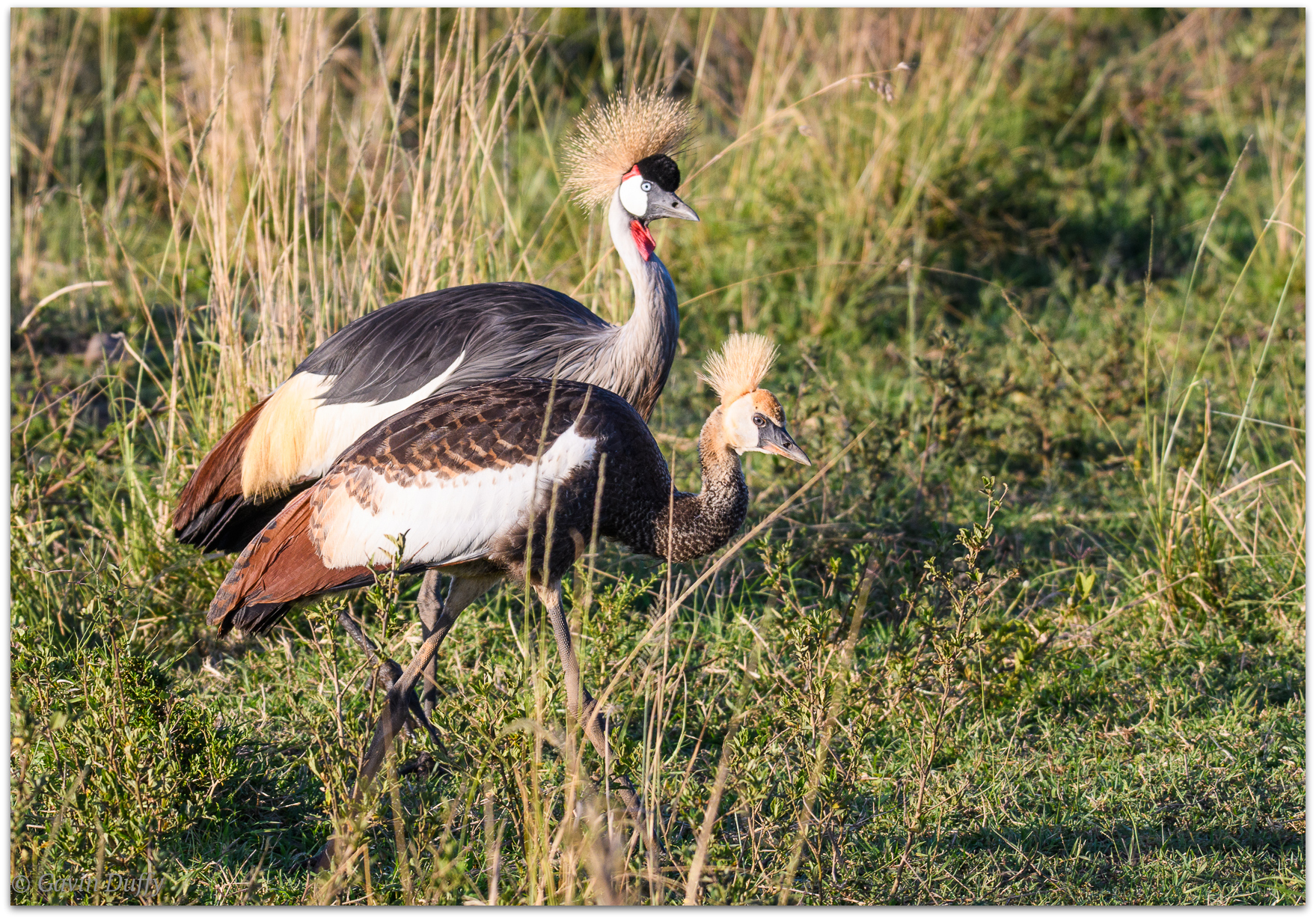 Grey crowned crane pair © Gavin Duffy