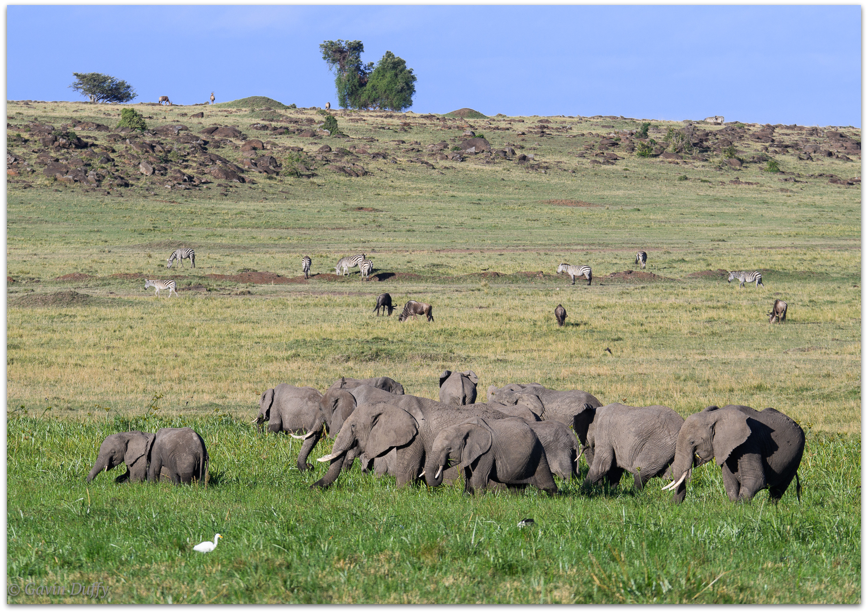 Herd of elephants © Gavin Duffy