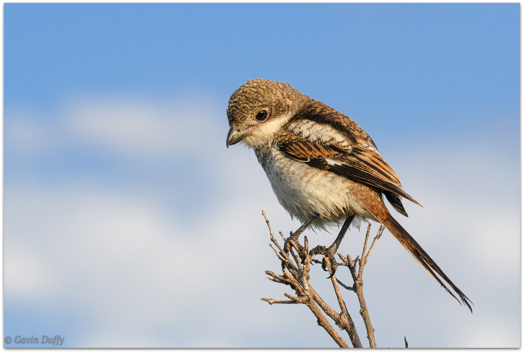 Juvenile fiscal shrike © Gavin Duffy