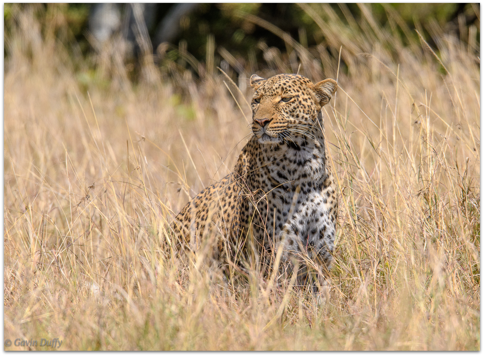 Female leopard © Gavin Duffy