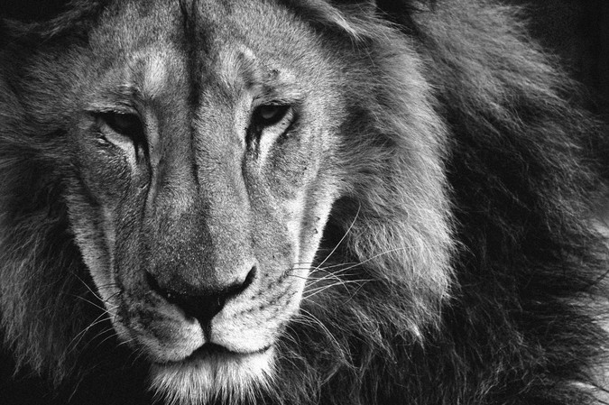 African lion in black and white