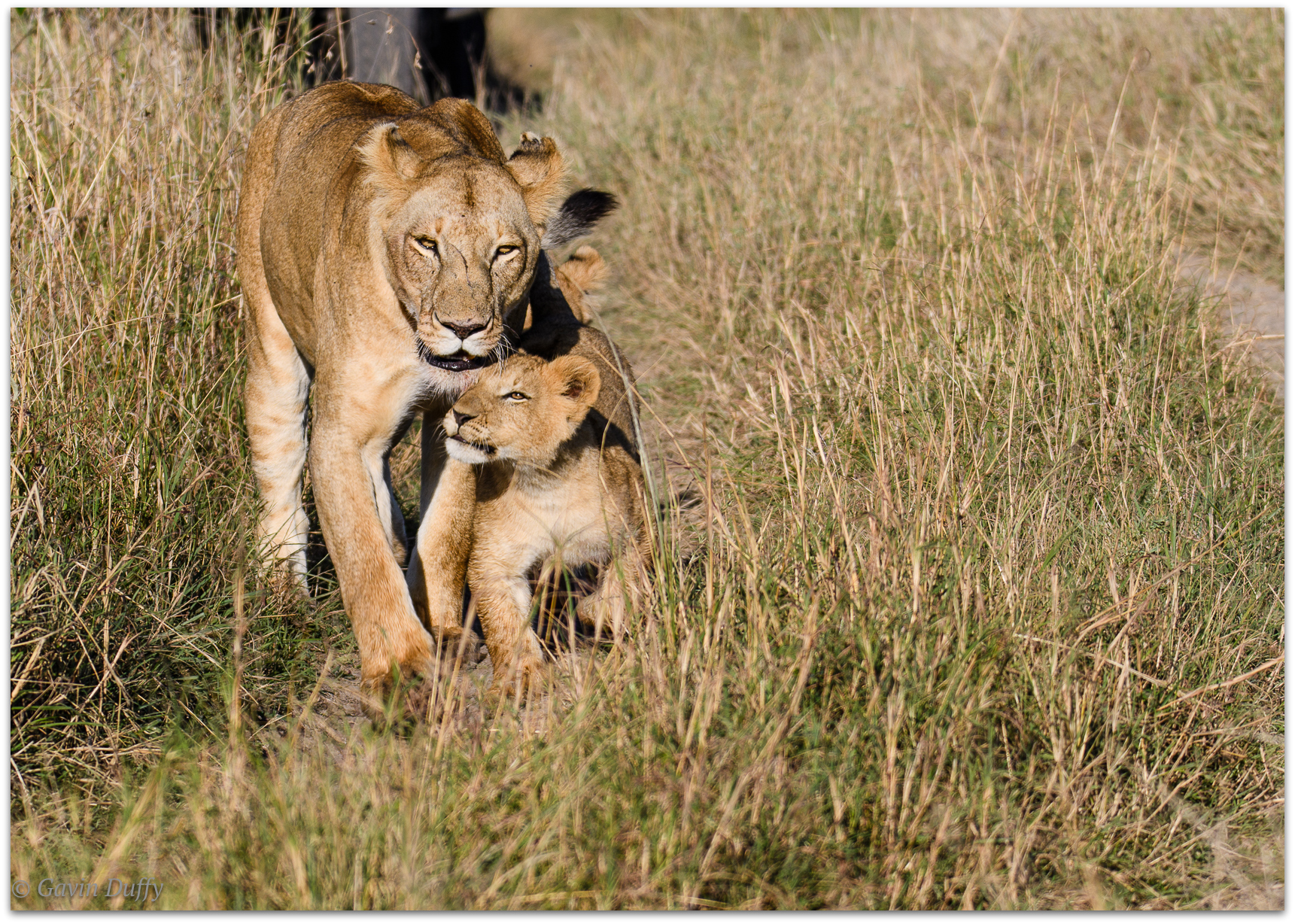 Lioness and cub reunited © Gavin Duffy