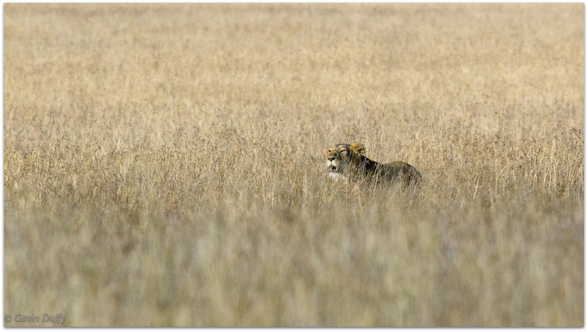 Lioness stalking prey © Gavin Duffy