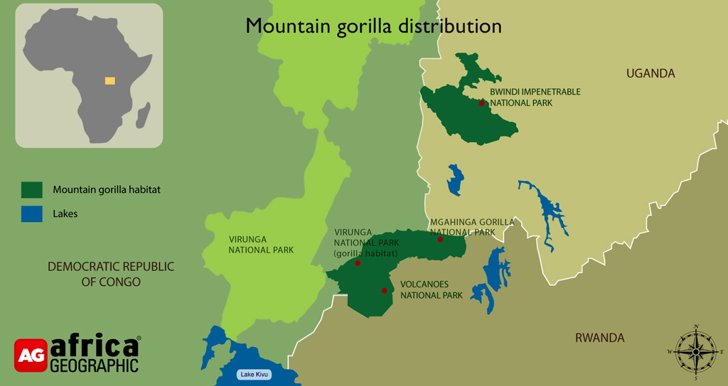 mountain gorilla