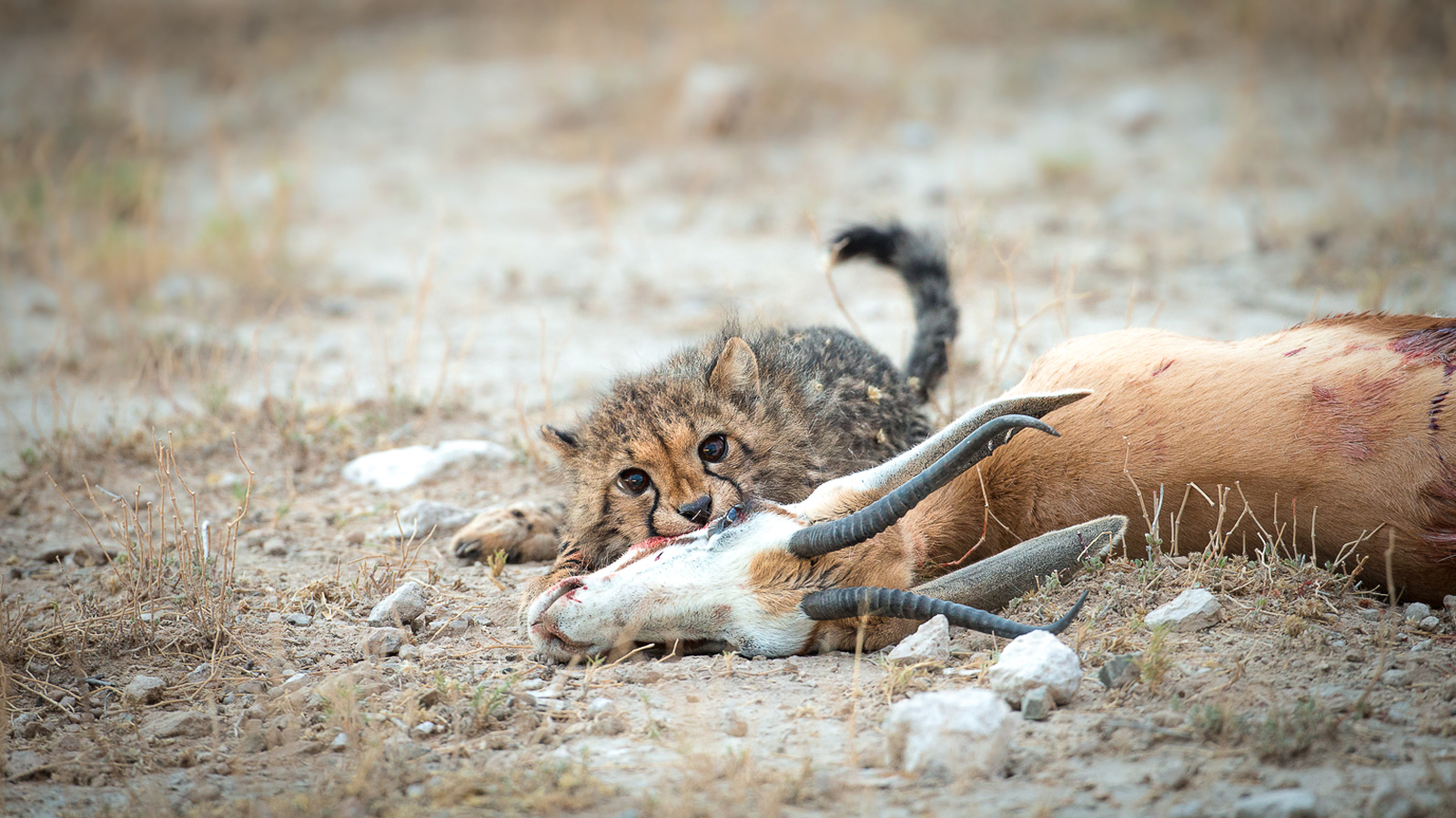 A young cheetah cub guards its kill © Manuel Graf