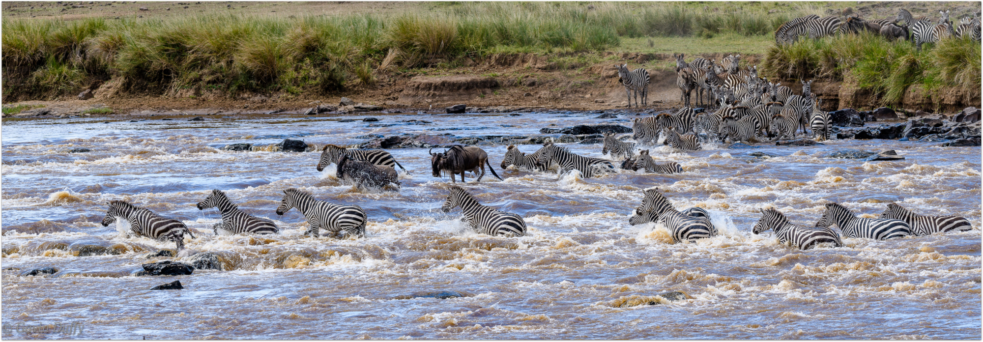 Zebra and wildebeest cross the Mara River © Gavin Duffy