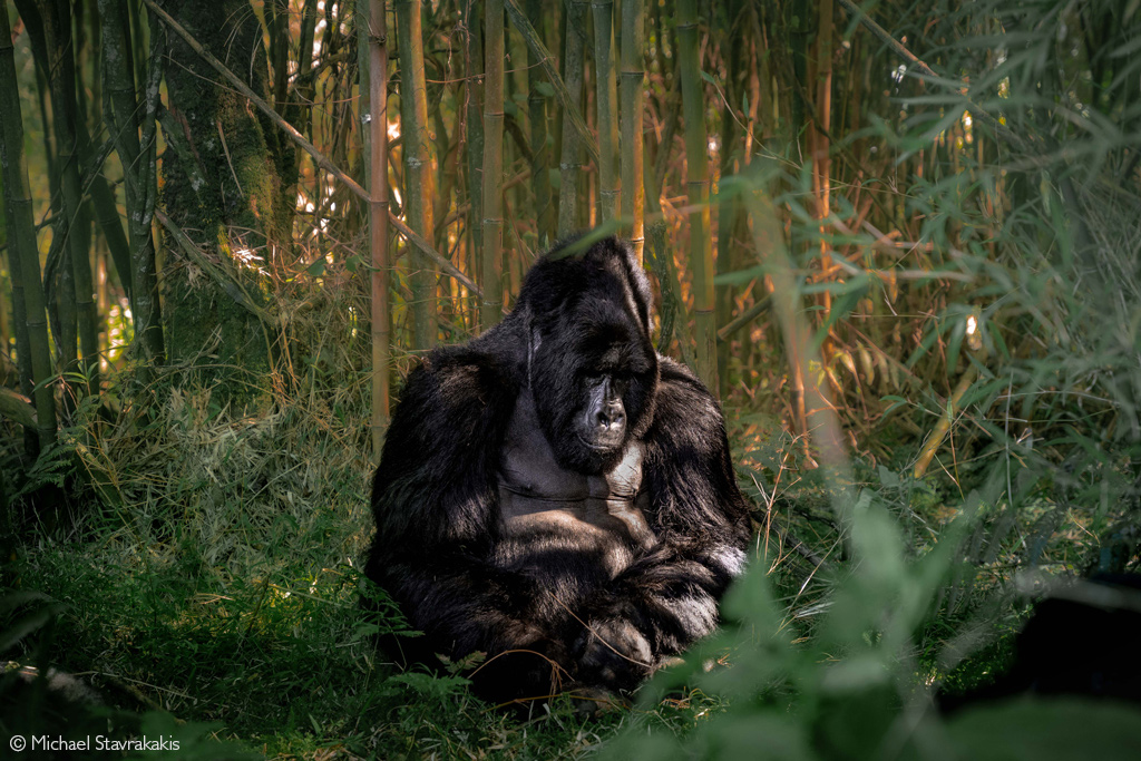 Mgahinga Gorilla National Park