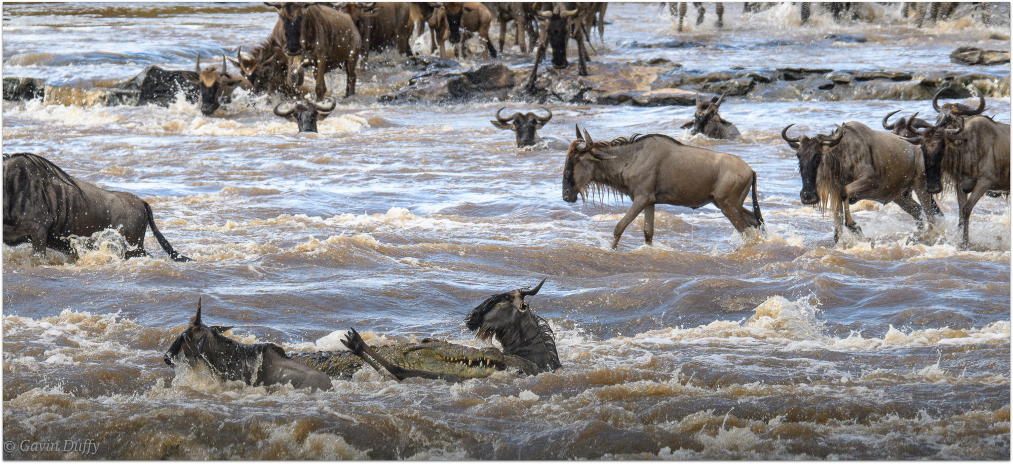 Mara River crossing casualties © Gavin Duffy