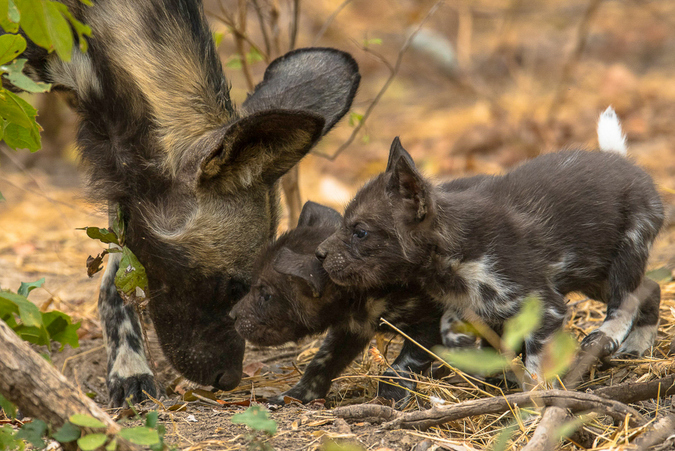 Lycaon pictus with two pups