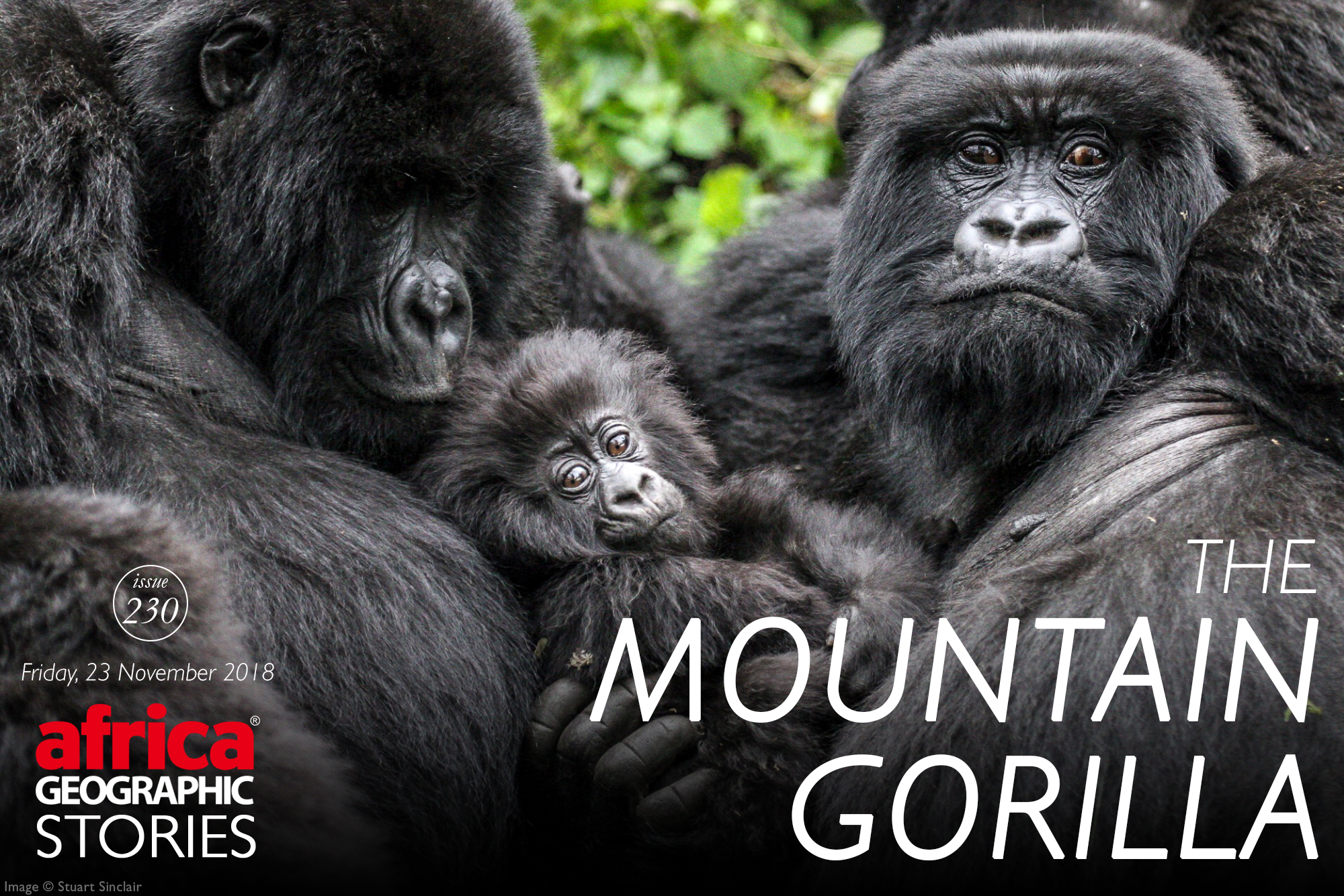 mountain gorilla images