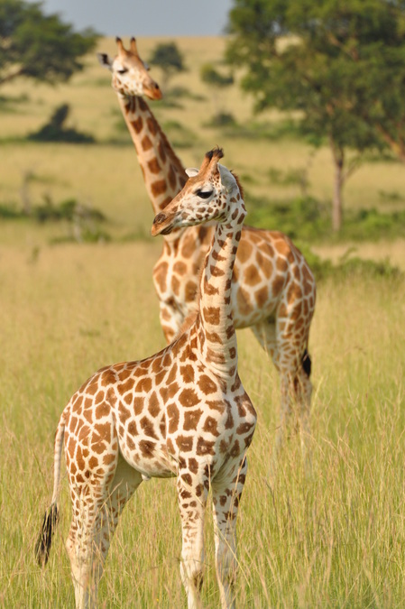 Nubian giraffe