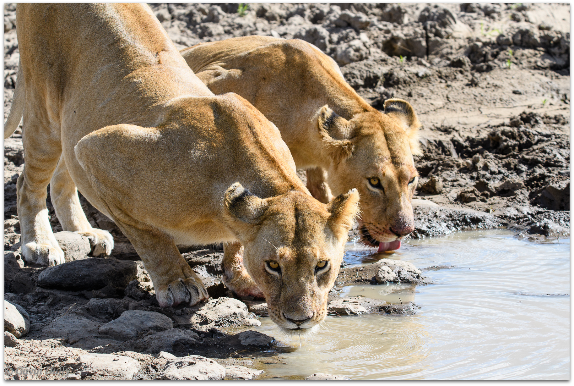 Pair of lionesses having a post-meal drink © Gavin Duffy