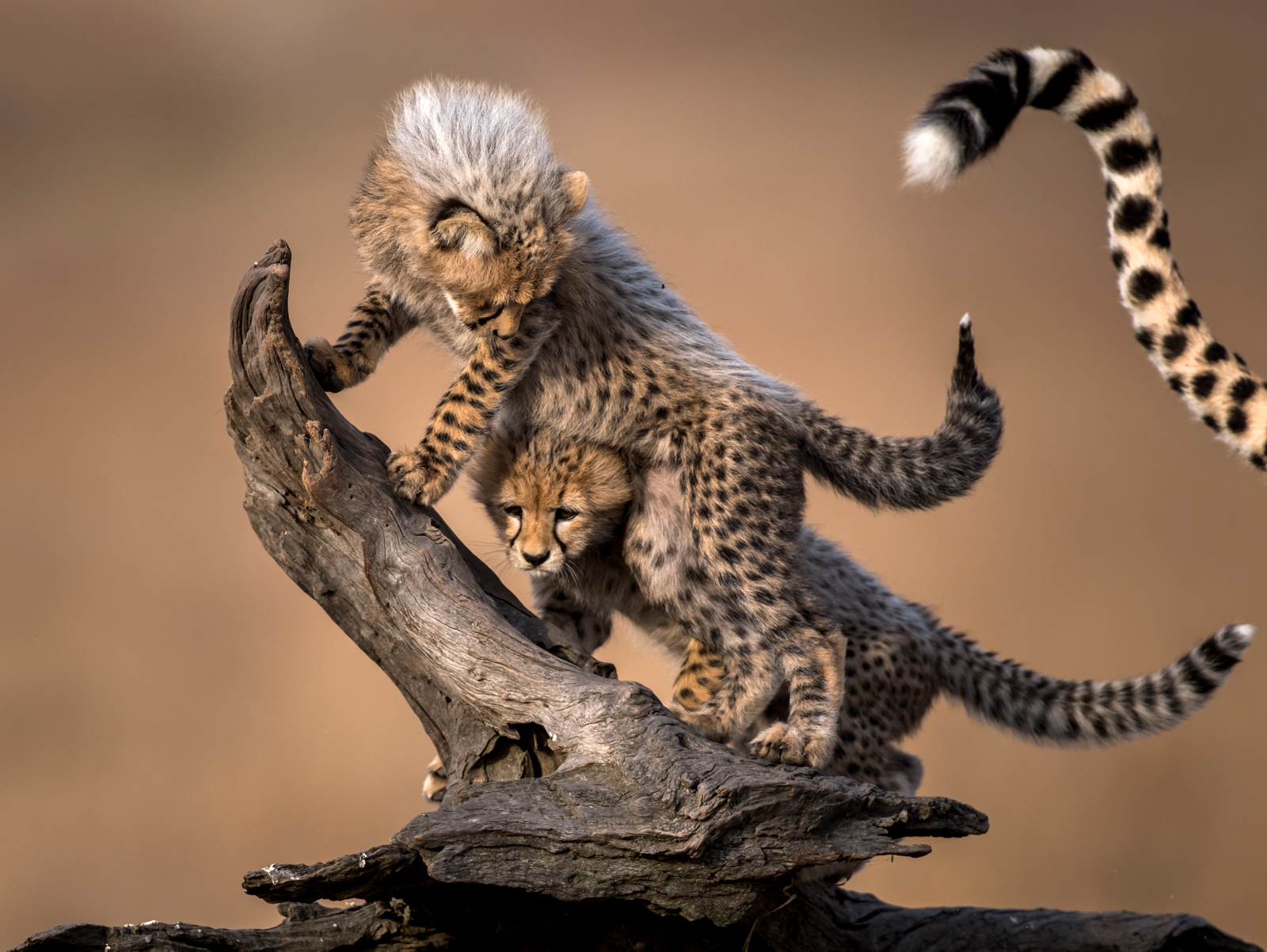 Cheetah cubs playing © Paolo Torchio