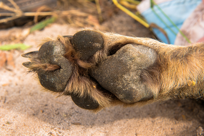 Paw structure of a Lycaon pictus