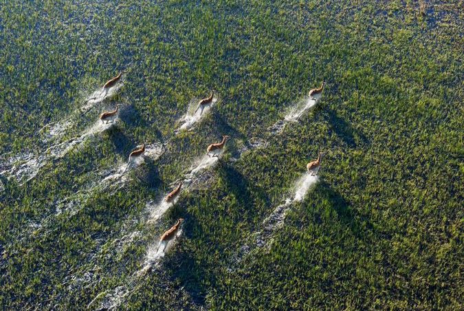 Red lechwe antelope in the Okavango Delta in Botswana