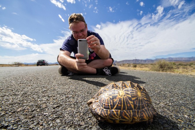 Person taking a photo of a tent tortoise on the road