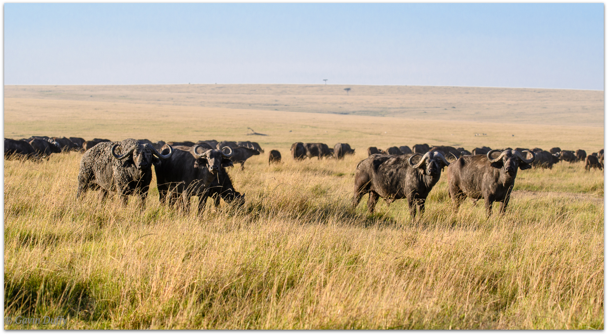 Sentinels of migrating buffalo herd © Gavin Duffy