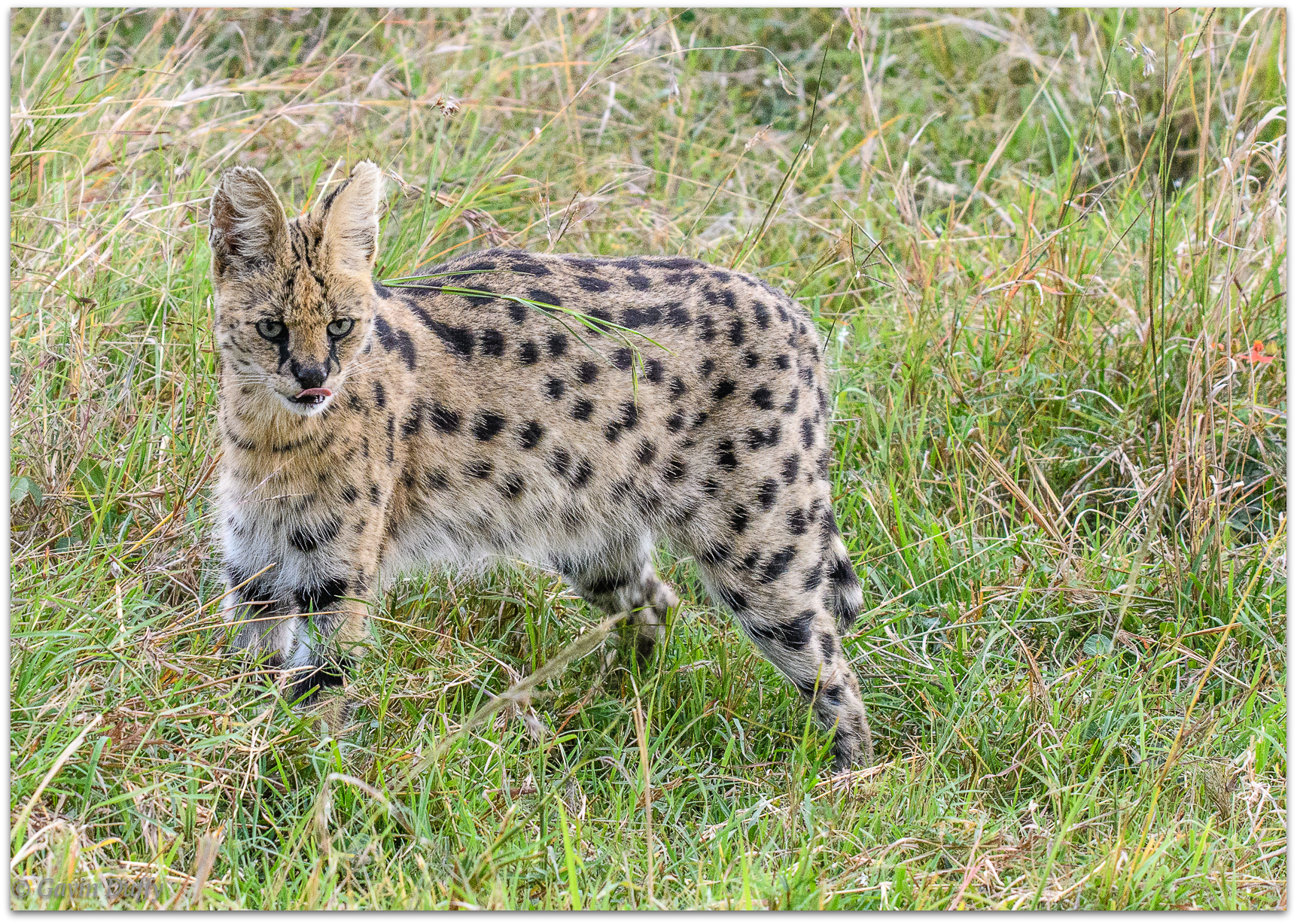 Serval © Gavin Duffy