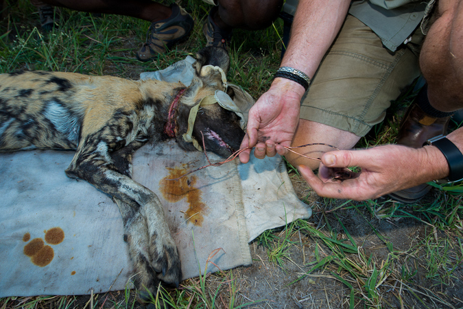 Lycaon pictus getting treated after a snare wound