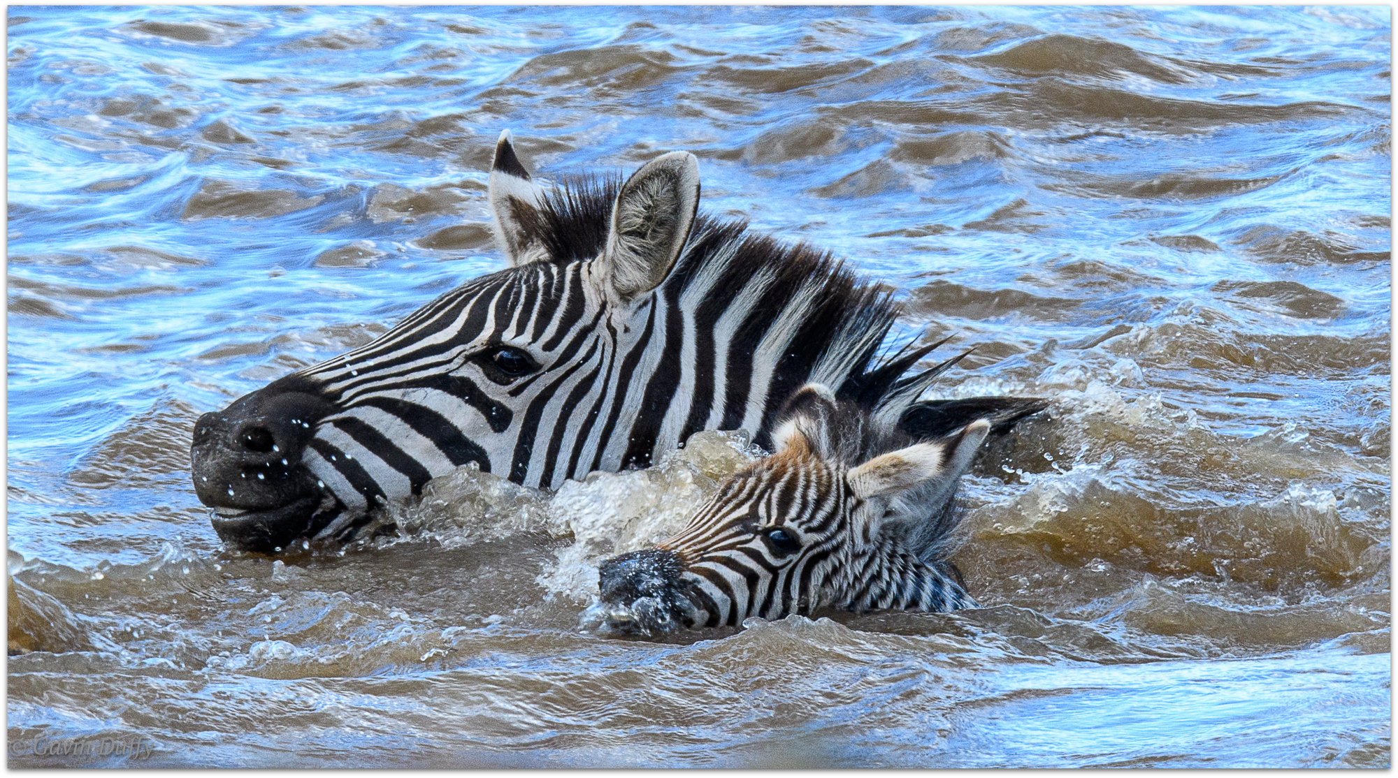 A zebra attempts to guide and protect its young foal while crossing the Mara River © Gavin Duffy