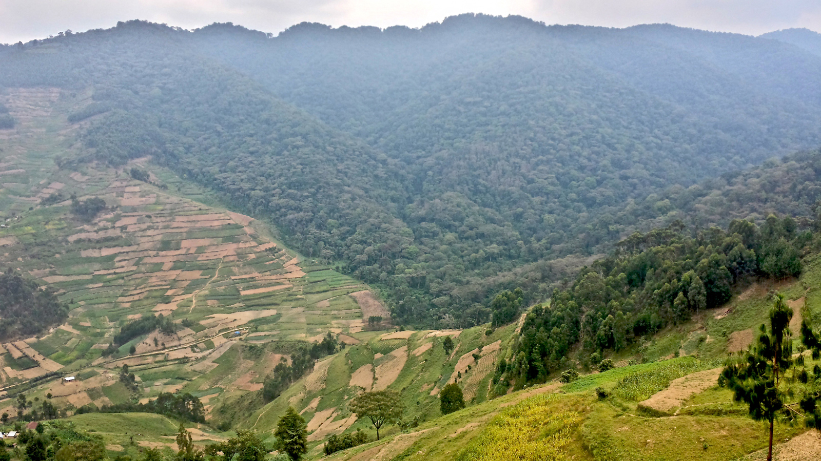 The border between Bwindi Impenetrable National Park and community land
