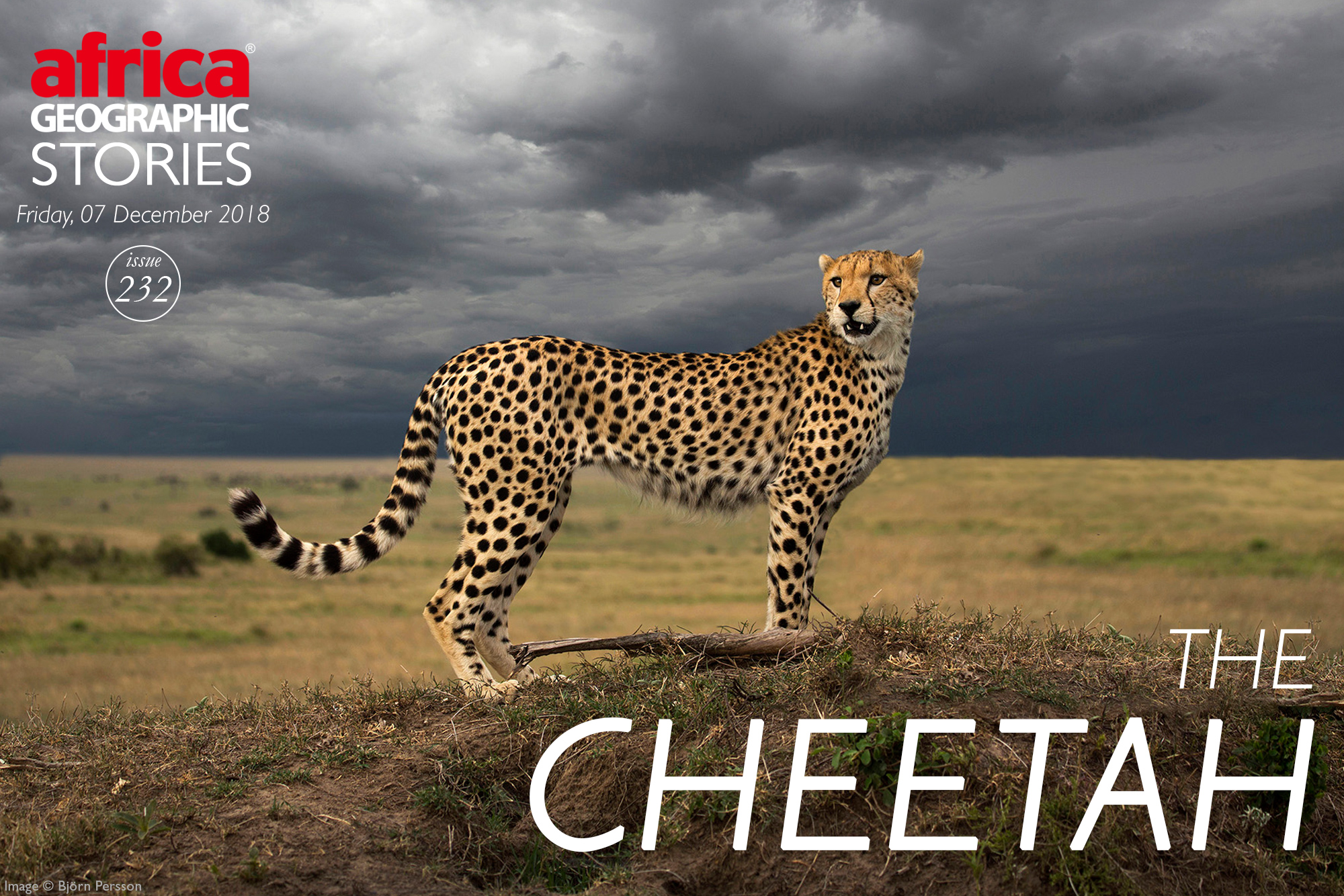 thesis sentence about cheetahs