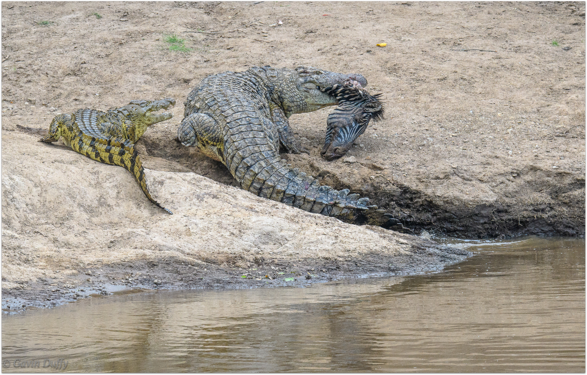 Unfortunately some animals do not make it across the river alive © Gavin Duffy