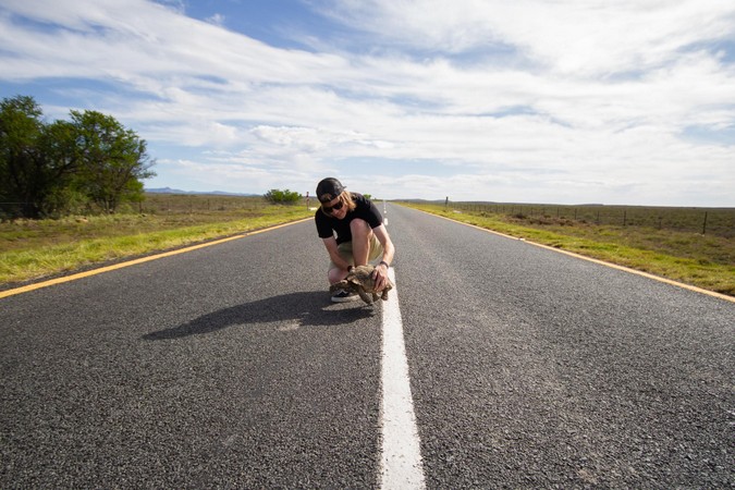 Person removing leopard tortoise from road