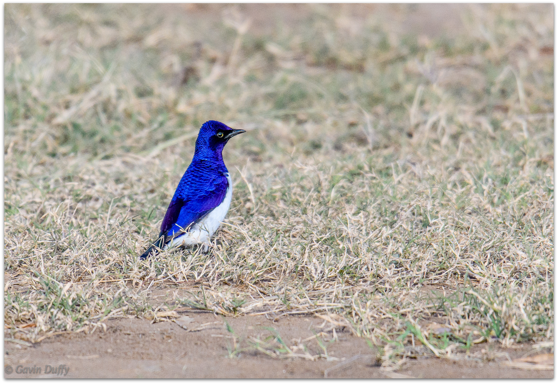 Violet-backed starling © Gavin Duffy