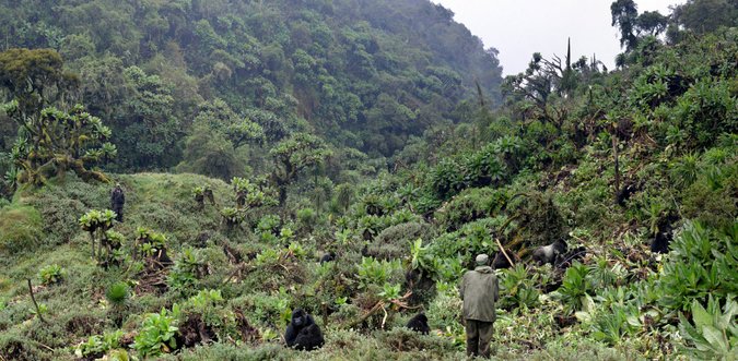 Gorillas and anti-poaching unit in Volcanoes National Park