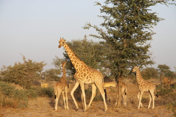 Giraffes are in trouble, says IUCN status update - Africa Geographic