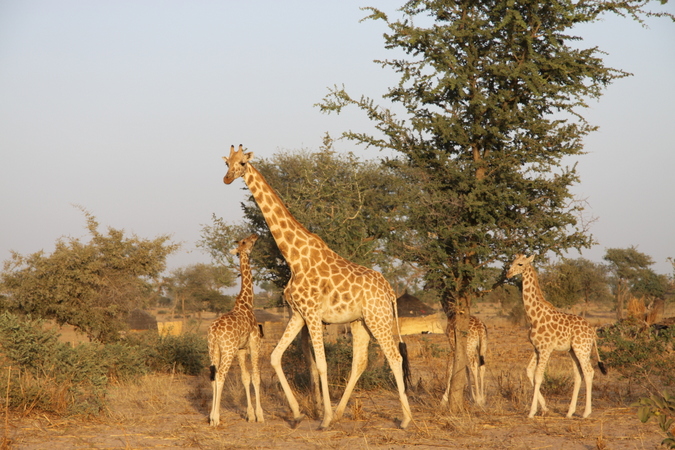 West African giraffe 